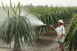 (Ảnh minh họa. Trường Giang/TTXVN)