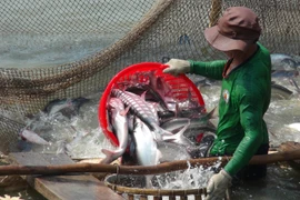 Thu hoạch cá tra ở An Giang. (Ảnh: Công Mạo/TTXVN)