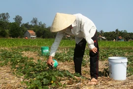 Mưa trái mùa tại Tây Ninh, cứu sống trên 100.000ha cây trồng