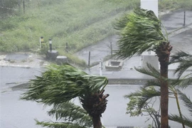 Gió mạnh kèm theo mưa do ảnh hưởng của bão Khanun tại Okinawa, Nhật Bản. (Ảnh: Kyodo/TTXVN)