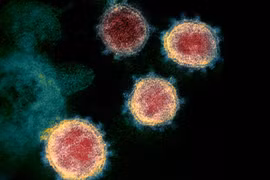 Biến thể mới của virus SARS-COV-2. (Nguồn: The Jerusalem Post)