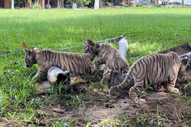 Đồng Nai: 7 hổ con ra đời tại Khu du lịch Sinh thái Vườn Xoài