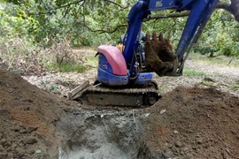 Tiêu hủy dịch heo châu phia tại xã Tân Lập, huyện Đồng Phú trong ngày 26/7. (Ảnh: Đậu Tất Thành/TTXVN)