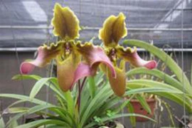 Ảnh minh họa. (Nguồn: TTXVN)