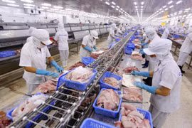 Chế biến cá tra xuất khẩu tại Công ty Cổ phần XNK Thủy sản Cần Thơ. (Ảnh: Danh Lam/TTXVN)