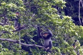 Những cá thể vọoc chà vá chân xám đang sinh sống trên cánh rừng ở xã Tam Mỹ Tây, huyện Núi Thành. (Ảnh: Đỗ Trưởng/TTXVN)