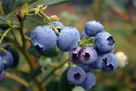 (Nguồn: PlantNet® Australia)