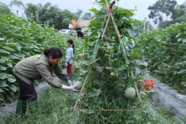 Mô hình hợp tác sản xuất dưa lưới giống Nhật Bản tại xã Kim Phượng, huyện Định Hóa. (Ảnh minh họa: Hoàng Nguyên/TTXVN)