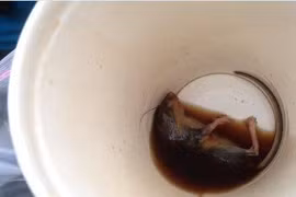 Chuyện mạng tuần qua: Giá của một con ruồi trong chai nước 