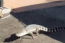 Cá sấu xổng chuồng đi lại nghênh ngang trên đường phố New York