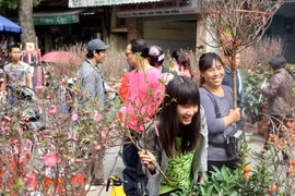 Hà Nội tổ chức 49 chợ hoa Xuân phục vụ Tết Nguyên đán Ất Mùi