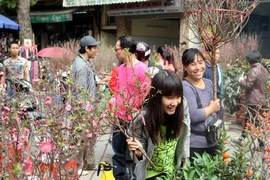 Hà Nội tổ chức 49 chợ hoa Xuân phục vụ Tết Nguyên đán Ất Mùi