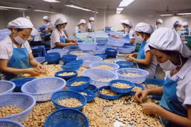 Tổng kim ngạch xuất khẩu của ngành điều năm 2014 đạt mức kỷ lục