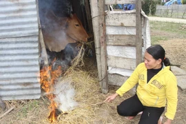 Rét đậm, rét hại sẽ khống chế thời tiết Bắc bộ trong hai ngày tới