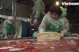 Không khí mua bán tại chợ cá Yên sở diễn ra hối hả, tấp nập. (Ảnh: Tùng Lâm/Vietnam+)