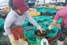 Giá tôm hùm đã tăng trở lại tại Khánh Hòa. (Ảnh: Nguyễn Dũng/TTXVN)