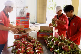 Sơ chế, đóng gói trái thanh long. (Ảnh: Vũ Sinh/TTXVN)