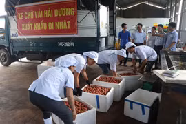 Sơ chế vải thiều Hải Dương xuất đi Nhật tại nhà máy của Công ty cổ phần Ameii Việt Nam. (Ảnh: Mạnh Minh/TTXVN)