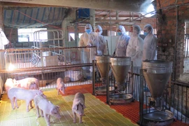 Lực lượng thú y tỉnh Kon Tum kiểm tra đàn lợn tại xã Đăk La, huyện Đăk Hà, tỉnh Kon Tum. (Ảnh: Dư Toán/TTXVN)