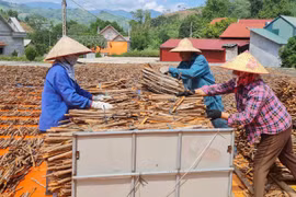 Hợp tác xã quế Hữu cơ Chiến Thắng thu mua bao tiêu sản phẩm quế Nậm Đét, xuất khẩu sang thị trường Ấn Độ, một số nước Trung Đông và các thị trường khó tính như EU, Nhật Bản. (Ảnh: TTXVN)