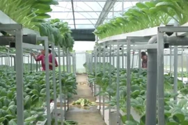 [Video] Lai Châu ủng hộ hàng tấn rau sạch cho khu cách ly ở Hà Nội