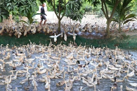 Ảnh minh họa. (Nguồn: TTXVN)