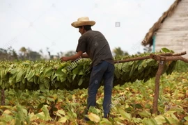 Một nông dân Cuba phơi thuốc lá làm xì gà tại Vinales, tỉnh Pinar del Rio, Cuba. (Nguồn: alamy.com)