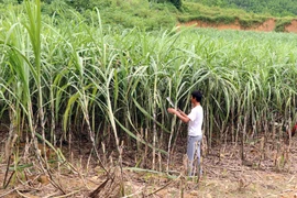 Người dân xã Kháng Nhật (Sơn Dương, Sơn La) chăm sóc mía. (Ảnh: Quang Cường/TTXVN)