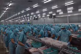 Chế biến cá tra xuất khẩu. (Ảnh: Chương Đài/TTXVN)