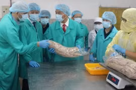 Ông Saonil Miguenz Ruben xem sản phẩm cá ngừ chế biến. (Ảnh: KS)