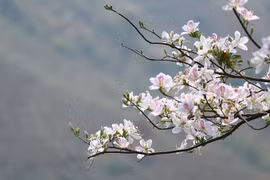 [Video] Tạm dừng tổ chức Lễ hội Hoa lãng mạn nhất núi rừng Tây Bắc