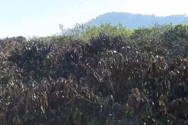 Sương muối gây thiệt hại hàng trăm ha càphê của người dân tại huyện Mai Sơn, tỉnh Sơn La. (Ảnh: Nguyễn Cường/TTXVN)