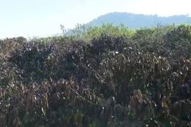 Sương muối gây thiệt hại hàng trăm ha càphê của người dân tại huyện Mai Sơn, tỉnh Sơn La. (Ảnh: Nguyễn Cường/TTXVN)
