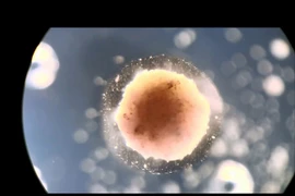 (Nguồn: dailymail.co.uk)