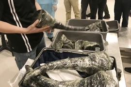 Số tang vật nghi là sừng tê giác bị phát hiện. (Ảnh: TTXVN)