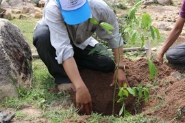 Ảnh minh họa. (Nguồn: Nguyễn Thành/TTXVN)