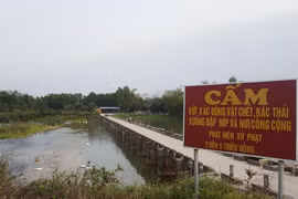 Mặc dù có biển cấm nhưng xác gia cầm, rác thải vẫn được xả bừa bãi ra đập. (Ảnh: Quân Trang-TTXVN)