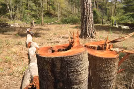 Cây rừng phòng hộ nằm giáp ranh giữa hai xã Đạ Sar và Đạ Nhim, huyện Lạc Dương, bị đốn hạ. (Ảnh Đặng Tuấn/TTXVN)