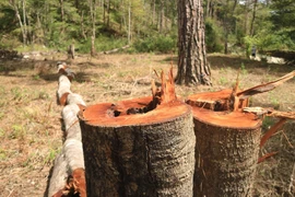 Cây rừng phòng hộ nằm giáp ranh giữa hai xã Đạ Sar và Đạ Nhim, huyện Lạc Dương, bị đốn hạ. (Ảnh Đặng Tuấn/TTXVN)
