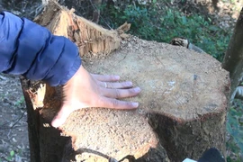 Vết cắt một thân cây có đường kính khoảng 50cm. (Ảnh: Hải An-Xuân Tiến/TTXVN)