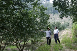 Vườn bưởi đặc sản trên 1.000 gốc của gia đình anh Hưng. (Ảnh: Nam Sương/TTXVN)