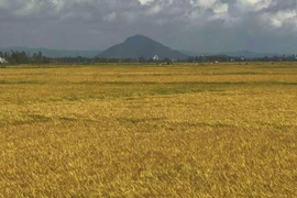 Ảnh minh họa. (Ảnh: Phạm Cường/TTXVN)