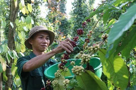 Thu hoạch càphê tại Buôn Ma Thuột. (Ảnh: Tuấn Anh/TTXVN)