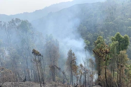 Ảnh minh họa. (Ảnh: Hữu Quyết/TTXVN)