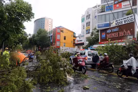 Bão số 5 đổ bộ làm gẫy đổ nhiều cây xanh, cột điện tại thành phố Huế. (Ảnh: Đỗ Trưởng/TTXVN)