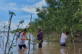 Đội tình nguyện đại diện cho Liên minh Giá trị xã hội Việt Nam tiến hành trồng cây phục hồi rừng ngập mặn tại Trà Vinh. (Ảnh: PV/Vietnam+)
