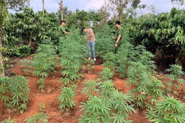 Lực lượng chức năng kiểm đếm số cần sa trong rẫy của Nguyễn Văn Minh và rẫy của Nguyễn Văn Mạnh. (Ảnh: TTXVN)