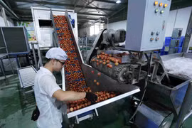 Quả vải tươi được xử lý xông hơi khử trùng trước khi đóng gói đúng theo quy định của đối tác Nhật Bản. (Ảnh: Vũ Sinh/TTXVN)