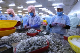 Chế biến tôm xuất khẩu tại nhà máy của Công ty CP Bá Hải (tỉnh Phú Yên). (Ảnh: Vũ Sinh/TTXVN)