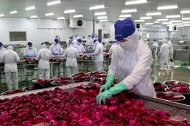 Chế biến thanh long xuất khẩu. (Ảnh minh họa: Bùi Giang/TTXVN)